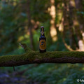 Bier_Shooting_25.webp