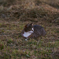 Katze_(grau)_5.webp