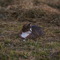 Katze_(grau)_6.webp