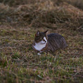 Katze_(grau)_7.webp
