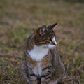 Katze_(grau)_8.webp