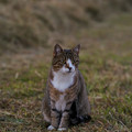 Katze_(grau)_9.webp