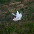 Katze_(weiß)_5.webp