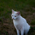 Katze_(weiß)_6.webp