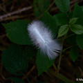 Natur_13.webp