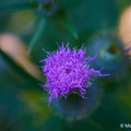 Natur_2.webp