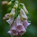 Natur_3.webp