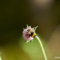 Natur_4.webp