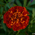 Natur_6.webp