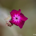 Natur_7.webp