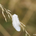Natur_8.webp