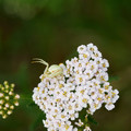 Natur_9.webp