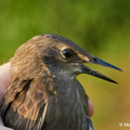 Vogel_5.webp