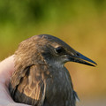 Vogel_6.webp