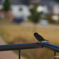 Vogel_7.webp