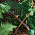 Vogel_8.webp