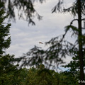 Vogel_9.webp