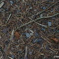 Wald_5.webp