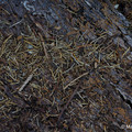 Wald_6.webp