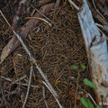 Wald_7.webp